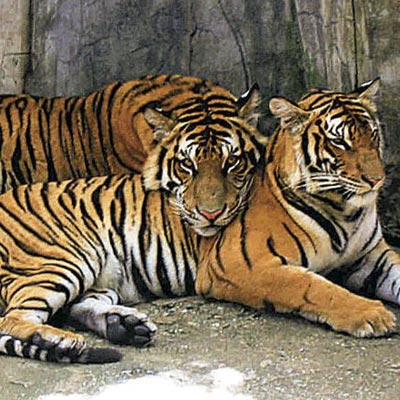 Zoo di Napoli -  foto 2