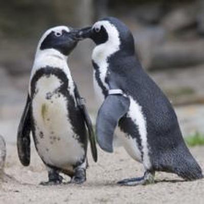 Acquario di Cattolica -  foto 5