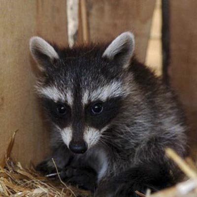 Safari Park d�Abruzzo -  foto 6