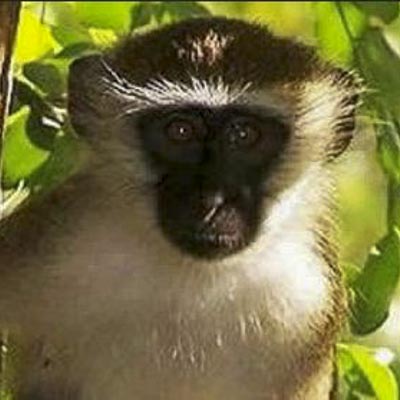 Parco Safari delle Langhe -  foto 6