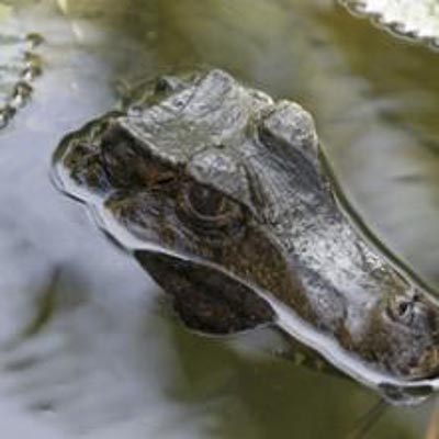 Acquario di Cattolica -  foto 8
