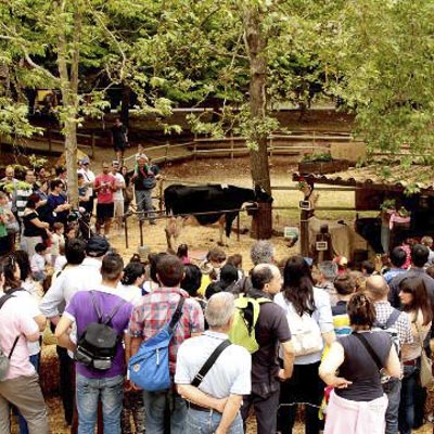 Citt� della Domenica -  foto 10