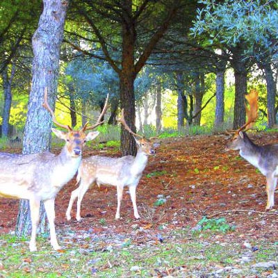 Citt� della Domenica -  foto 16