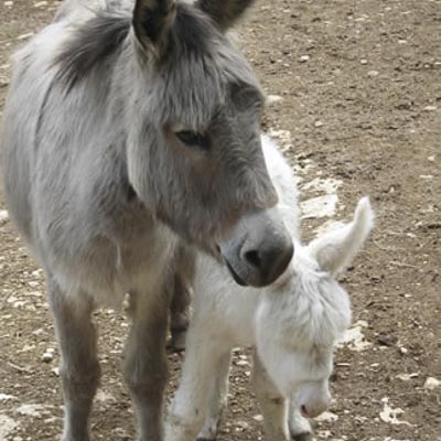 Citt� della Domenica -  foto 7