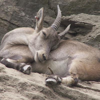 Parc Animalier d�Introd  -  foto 3