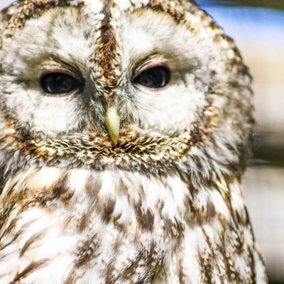 Parc Animalier d�Introd  -  foto 4