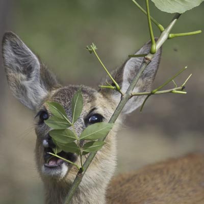 Parc Animalier d�Introd  -  foto 5