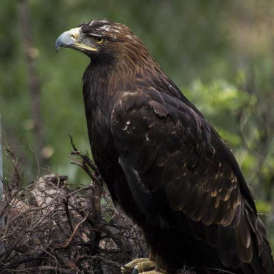 Parc Animalier d�Introd  -  foto 6