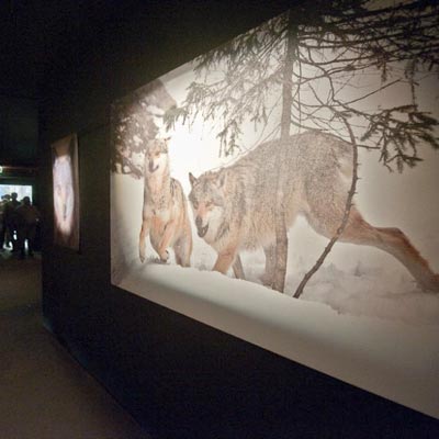 Centro Faunistico Uomini e Lupi -  foto 5