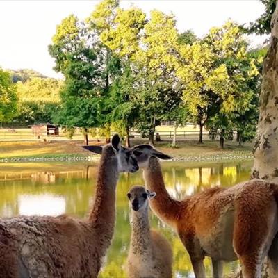 Leo Wild Park -  foto 7