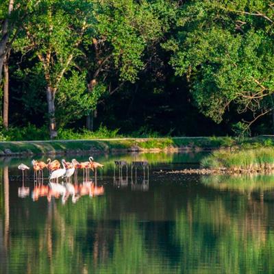 Leo Wild Park -  foto 10