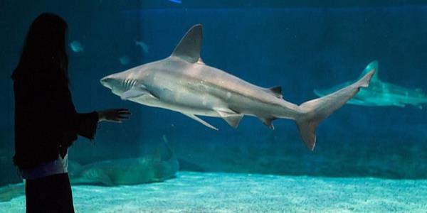 Bambina guarda uno squalo in un acquario