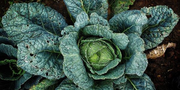 Primo piano di cavolo verza verde nel terreno