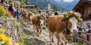 Desmontegada de le vache
