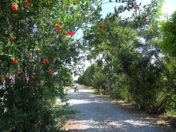 Il Giardino di Rebecca - foto 10472.jpg