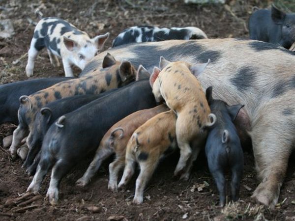 Agriturismo Amicizia - foto 10896.jpg