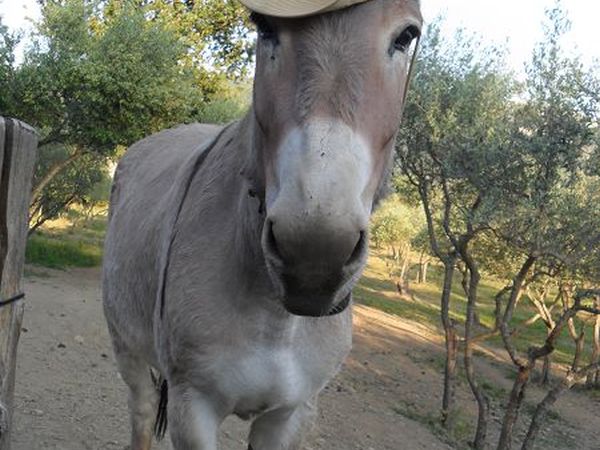 Margherita Holiday Home - foto 10949.jpg