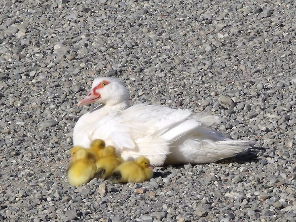 Cascina Aguzzafame - foto 11114.jpg