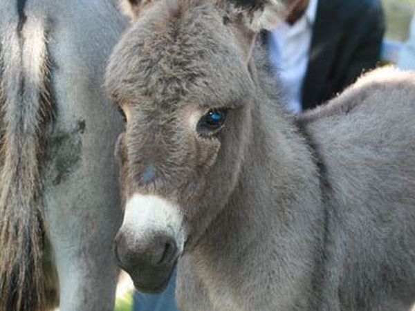 Il Borgo della Colomba - foto 13191.jpg