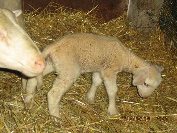 Soc.Agr. F.lli Angelucci - foto 13948.jpg