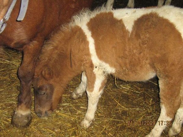 Soc.Agr. F.lli Angelucci - foto 13949.jpg