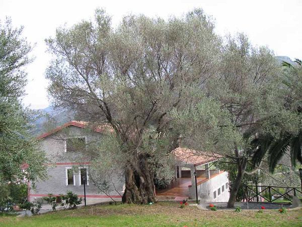 Agriturismo i Cedri - foto 3161.jpg