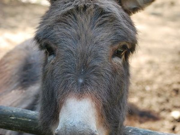 A Casa del Tosi - foto 14531.jpg