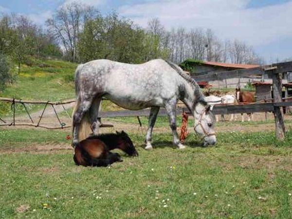 Agriturismo C� Di Rossi - foto 14550.jpg