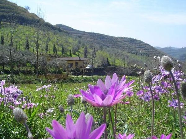 Azienda Agricola ��Terre di Vasia�� - foto 14908.jpg