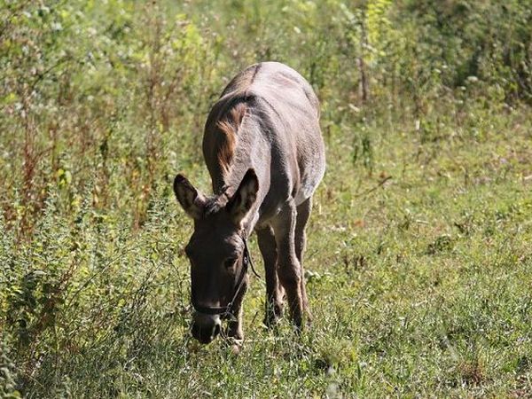 Azienda Agricola ��Terre di Vasia�� - foto 14909.jpg