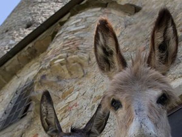 Agriturismo Montagna Verde - foto 15432.jpg