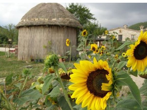 Agriturismo Biologico Pieve del Colle - Fattoria Didattica - foto 15727.jpg