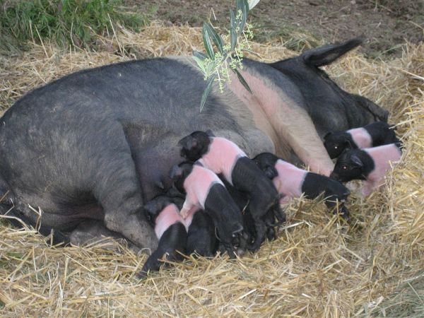 Agriturismo Podere Il Poggiolo - foto 15796.jpg