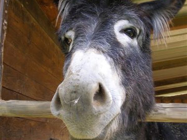 Agriturismo Podere Il Poggiolo - foto 15798.jpg