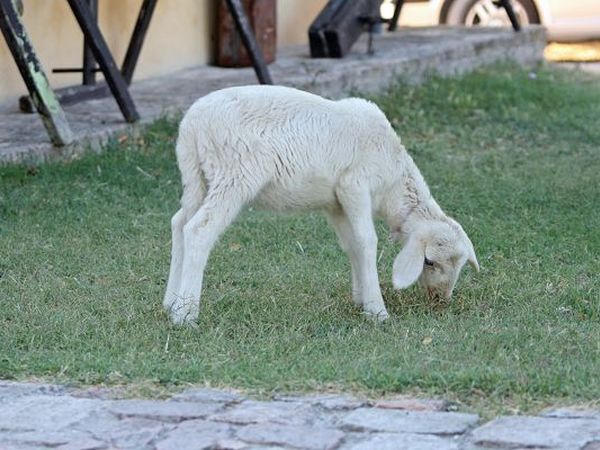 Agriturismo Biologico Pieve del Colle - Fattoria Didattica - foto 16229.jpg