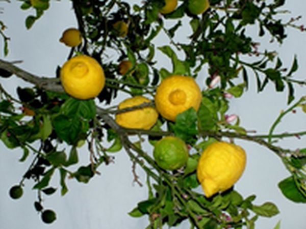 LA VILLA TRA I LIMONI - foto 16840.jpg