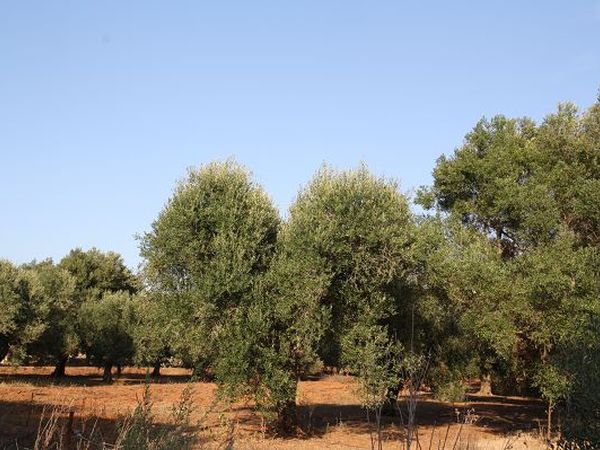 Villa Gallipoli Family - foto 16909.jpg