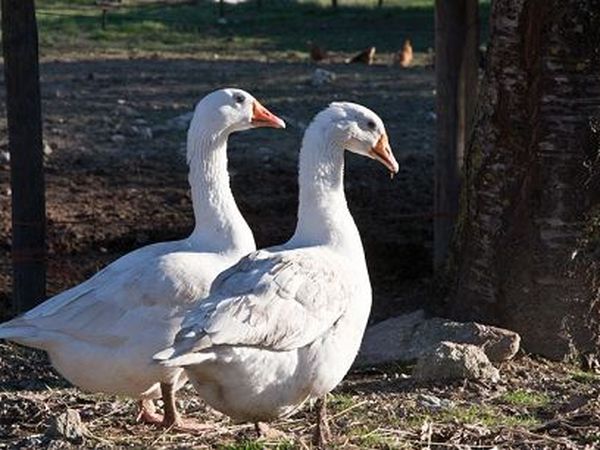 Casa Verniano - foto 17091.jpg