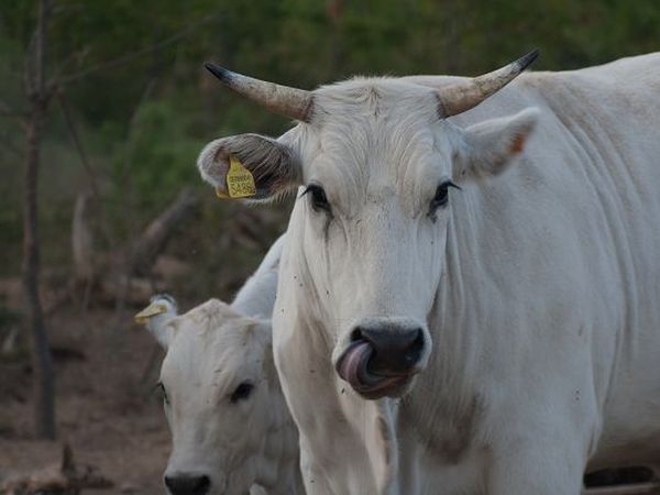 Agriturismo Le Vigne - foto 17506.jpg