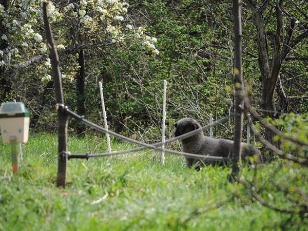 Azienda Agrituristica Risveglio Naturale - foto 18177.jpg