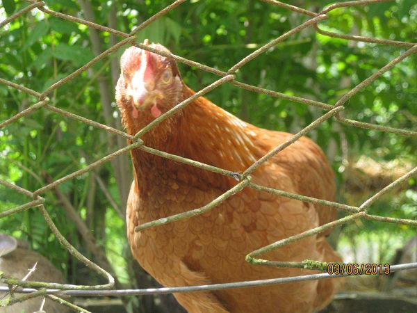 La Fattoria di Mielisa - foto 18948.jpg