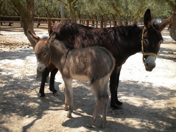 Agriturismo la Fattoria - foto 19025.jpg