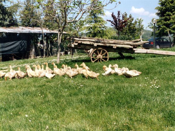 Fattoria di Rigone - foto 20823.jpg