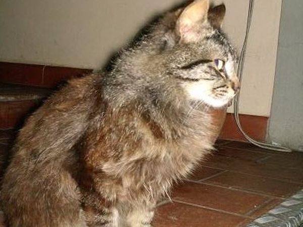 Agriturismo Le Vigne - foto 20950.jpg