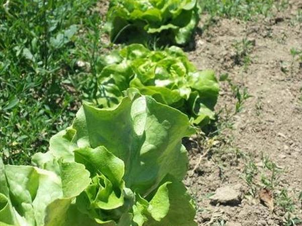 Agriturismo Le Vigne - foto 21151.jpg