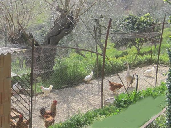 Podere Zelmira - foto 21445.jpg