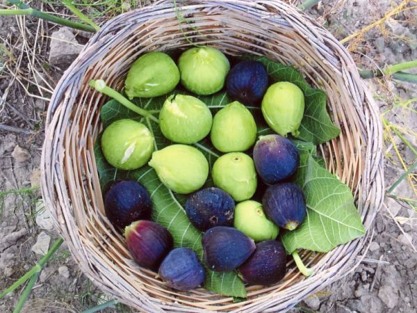 Agriturismo Grassetti - foto 21482.jpg