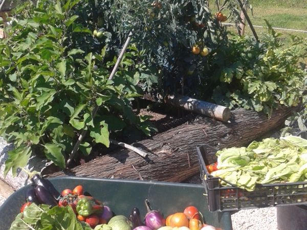 Fattoria Didattica Il Podere Agriturismo - foto 21743.jpg