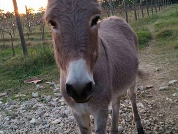 Fattoria Didattica Il Podere Agriturismo - foto 21757.jpg