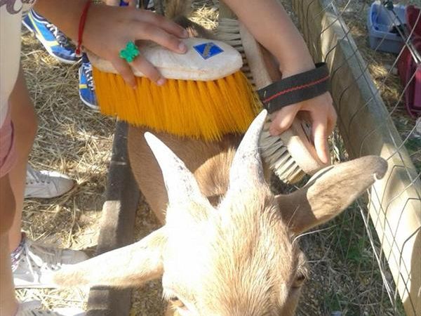 Fattoria Didattica Il Podere Agriturismo - foto 21758.jpg